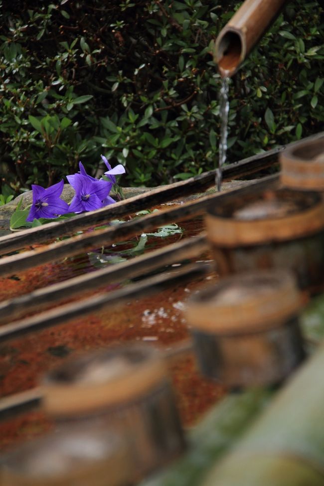 今年の春に桜を見に来た元興寺。