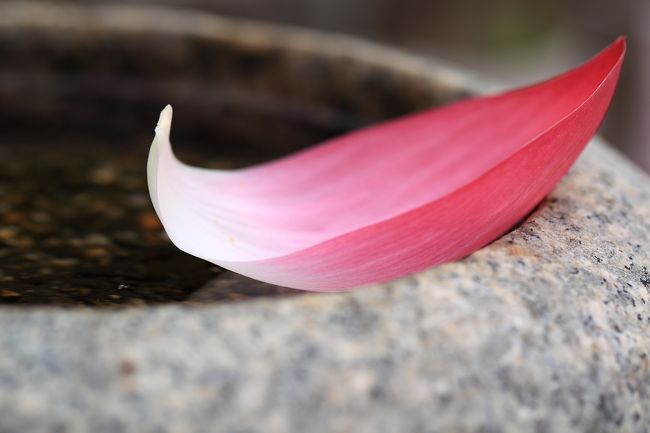 7時を過ぎると続々とカメラを持った人が訪れました。