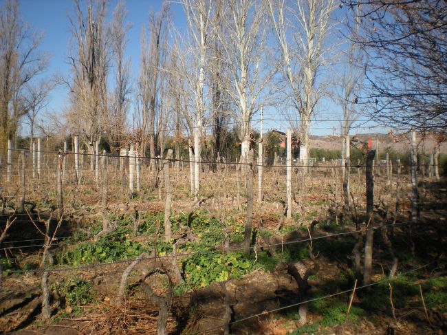 まずは一軒目のワイナリー<br /><br />小さいワイナリーなので、とても貴重なワインができるとか。。。<br /><br />冬なので、葉っぱなし<br /><br />枯れてる？？わけではないか