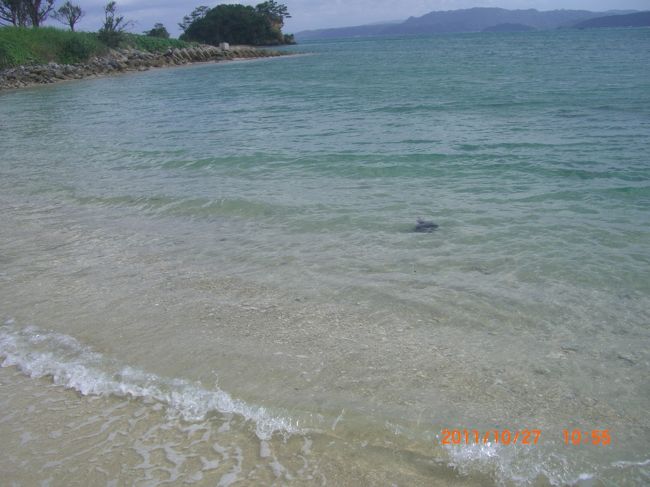 サンゴが落ちています。