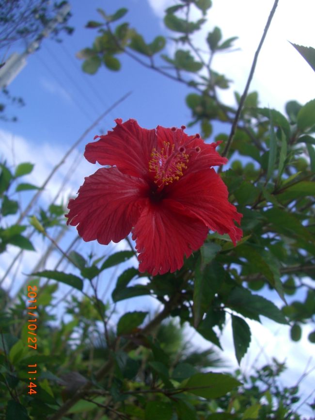 ハイビスカスは華やか。<br /><br /><br />島にある道の駅です。くだものの試食に夢中で、お店の写真を撮り忘れたよ。