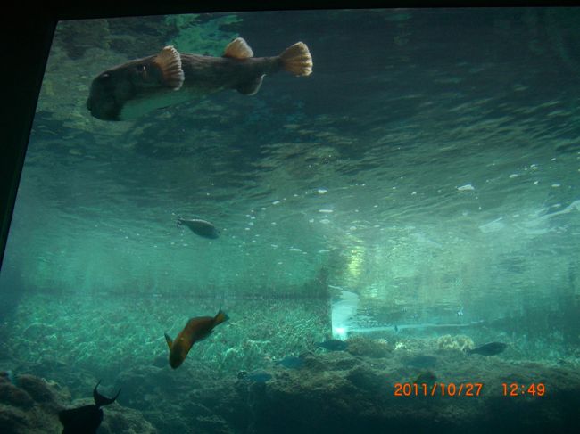 気持ち良さそうな魚たち。