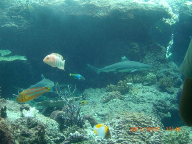 みんな見とれています。<br /><br />次々と魚が通り過ぎる。