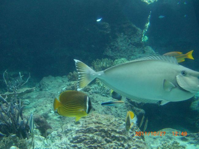 色のついた魚は鮮やかです。