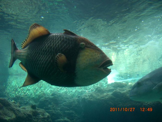 これ、すごいやつ。