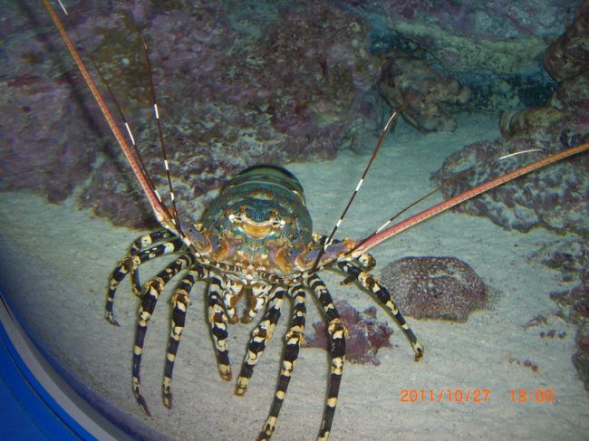 伊勢海老だったか？いや、違う。でも貫禄あり〜。