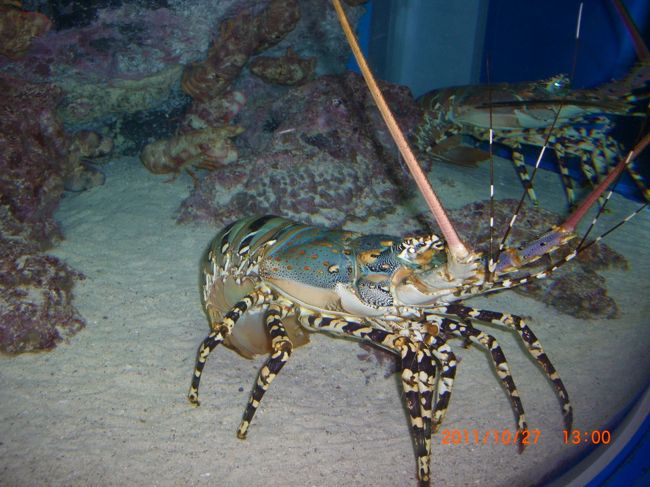 背中の色が海の色をしてる。