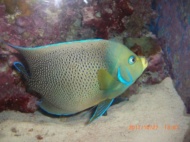 色がきれいです。