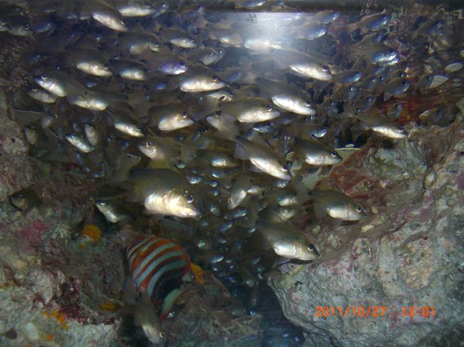 大群が来てます。