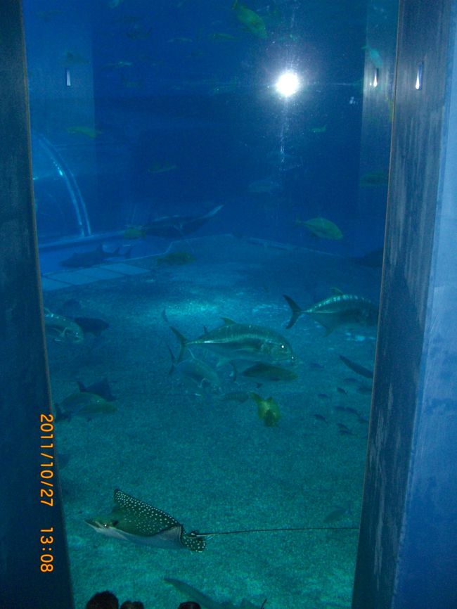 大きい円錐型の水槽です。どちらからも近くで見られます。<br /><br />喫茶スペースもありましたよ。じっくりも見られます。