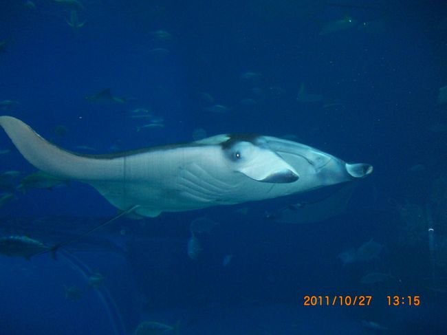 悠々と泳いでます。面白い顔してる。