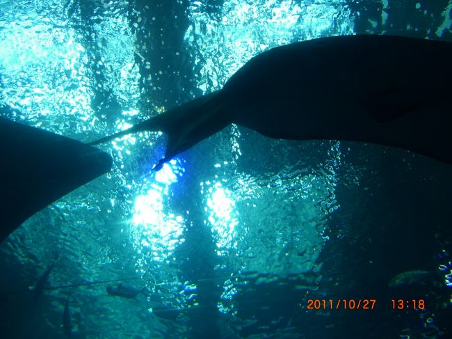 太陽の光が見えます。<br /><br />神秘的です。