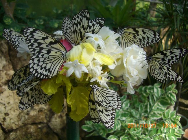 琉宮城蝶々園に入り、びっくりです。<br /><br />蝶々の大群です。。花がデカサイズです。