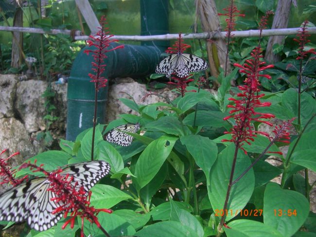 サイズがデカイ〜。