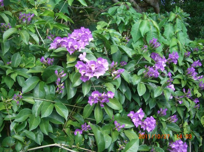 きれいだったので、パチリ。