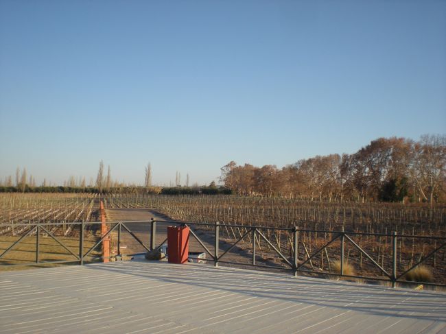 ぶどう畑も広い