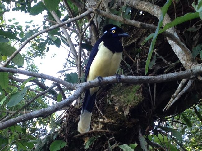 とさかの付いた鳥