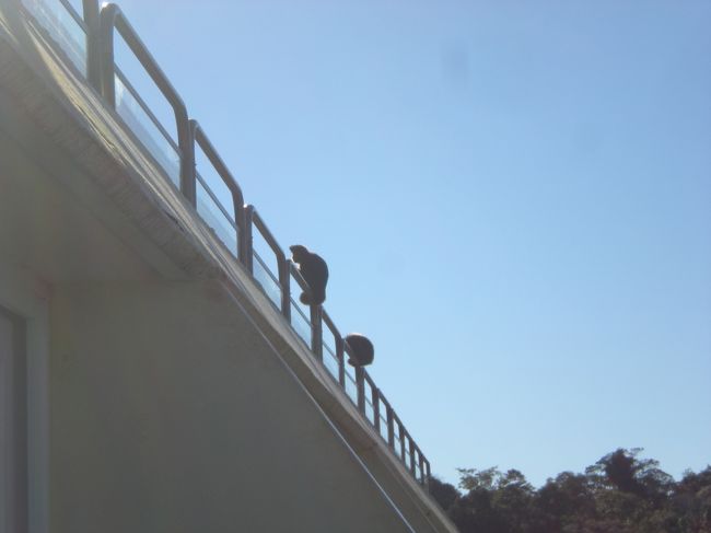 ホテルのベランダに出没したおさる