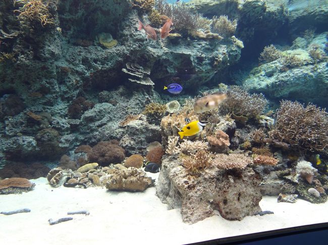 無事にお腹を満たした娘を連れ、<br />いよいよ入館です！<br /><br />平日でしたが、<br />修学旅行生とか団体のお客さんが多くて、<br />結構混雑してました。<br /><br />