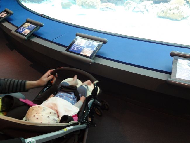３ヶ月の娘は、<br />もちろん初めての水族館。<br /><br />水槽の中のお魚、<br />というより、光を不思議そうに眺めて、<br />彼女なりに水族館を楽しんでいる様子。