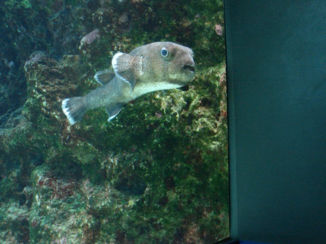 ねずみふぐ、だったと思いますが。。<br /><br />娘の目の前にそろ〜っと近づいて、<br />ず〜っと娘と睨めっこしてました。<br /><br />両者とも瞬きひとつせず、<br />睨めっこは引き分け！