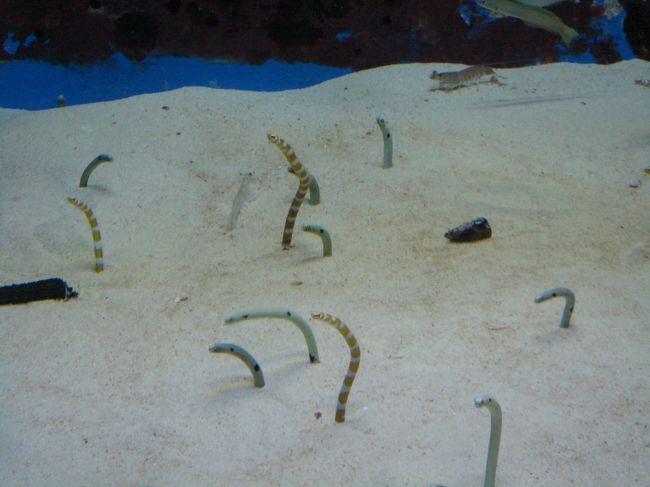 これはニョロニョロ？？