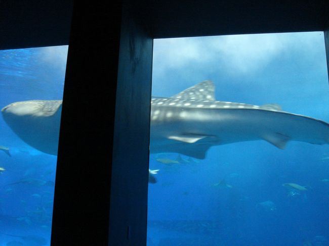 美ら海水族館といえば、<br />やっぱりジンベイザメですよね！<br />