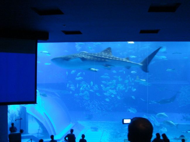 ぐるぐると、水槽の中を泳ぐ姿は、<br />ものすごい迫力！！