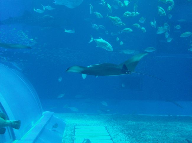 娘はこっち（マンタ？）のほうが<br />気になったみたいです。<br /><br />お腹の白い部分を、<br />見せてくれてたから？？