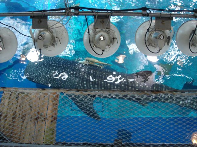 足早に大水槽のところへ参ります（笑）<br /><br />いました！！ジンベイザメさん！<br /><br />上から見られるなんて、<br />なんだか嬉しい！