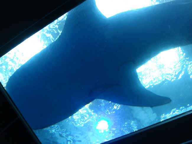 最後に、<br />今度は下からジンベイザメさんにバイバイを言って、<br />美ら海水族館を後にしたのでした。<br />