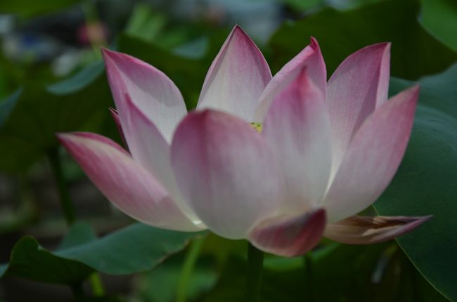 今日は主に「蓮」の花を撮りに来たのでここから暫く蓮の花の写真が続きます。