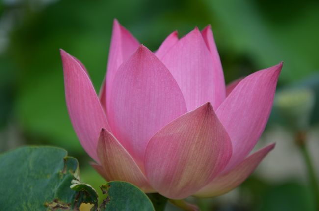 鉢植えの蓮が沢山咲いていて、カメラマンや写ガールが沢山後からやってきました。