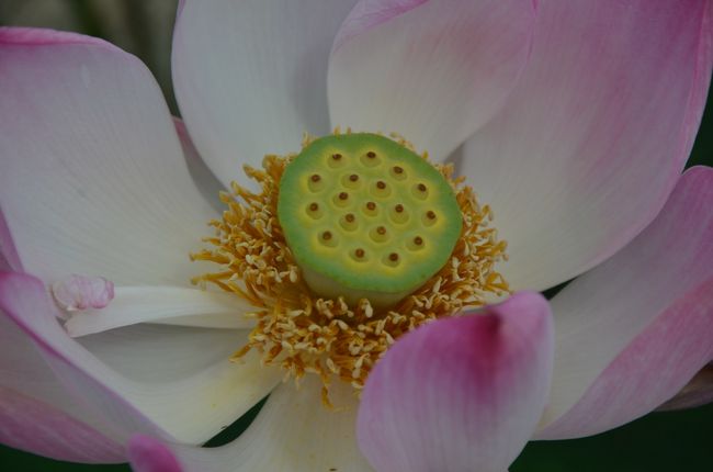 まだこのとき人は少なめでしたので、ゆっくり撮る事が出来ました。三脚の使用は禁止です。