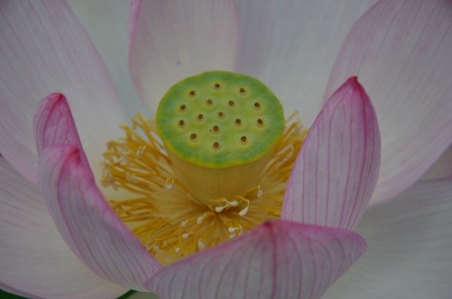 アップで撮ってみると何か美味しそうな御菓子のようにも見えました。