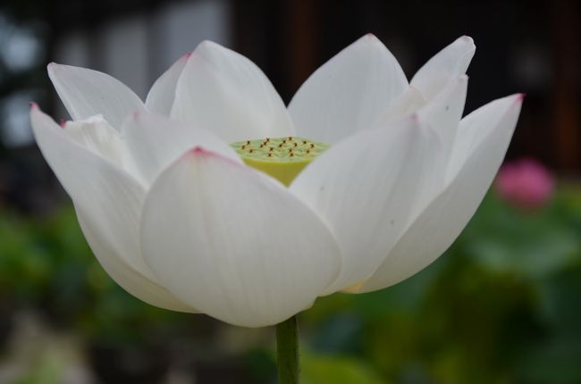 こちらは白い蓮です。種類は特に書いてありませんでした。