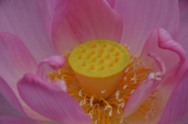 何か美味しそうな御菓子のようには見えませんか？(*^_^*)