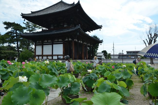 本堂の手前に蓮の花があります。この頃から段々汗が出て来ました。タオルを首に巻いて来たので良かったです。