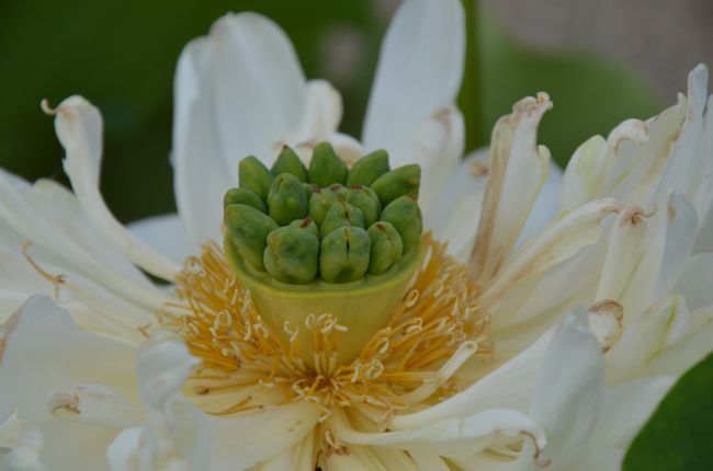 おぉ(ﾟﾛﾟ屮)屮。蓮の実の部分がこんな風になっていました。<br />ここからどうなるんだろう？