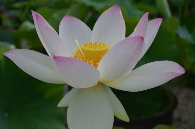 これぐらいの感じの色が良いかな？