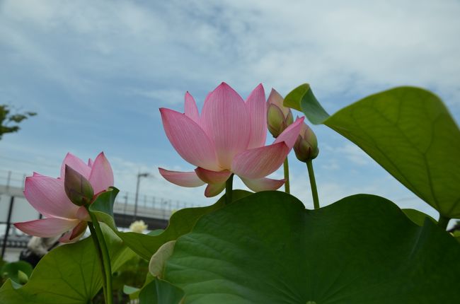 青空に蓮の花が映えます。