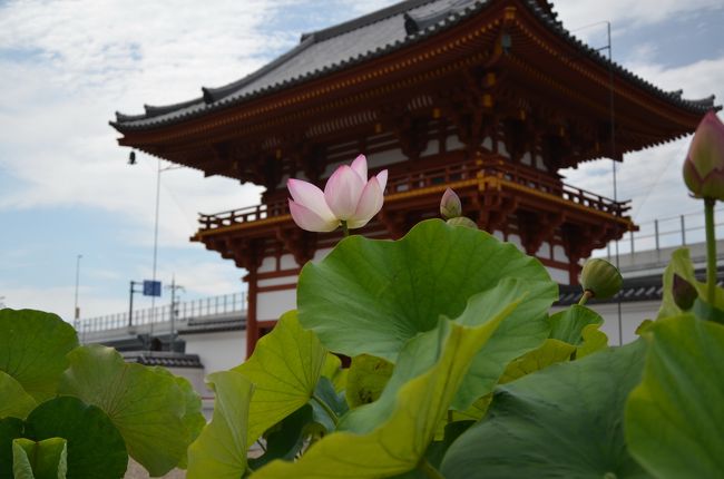 こちらは山門を背景にして。山門は新しく建て替えたのかなぁ？朱色も鮮やかでした。