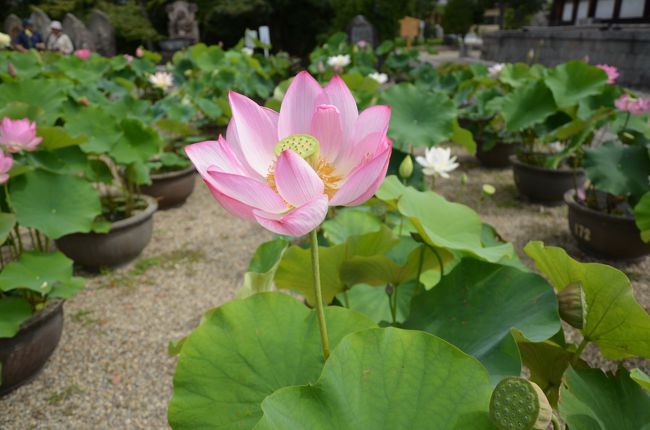 こんな感じで鉢が置かれています。