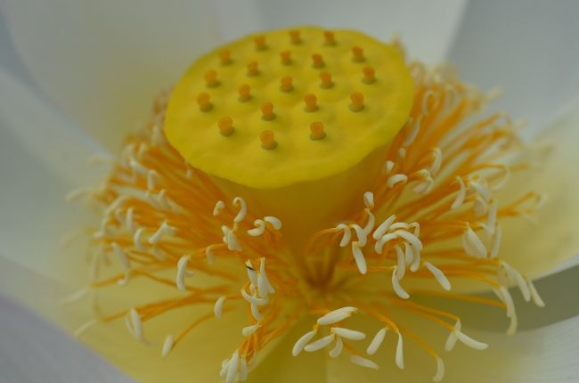 自然が造り出すものは綺麗ですね。