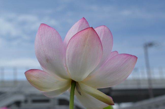 花びらの形も色も美しいと思いました。