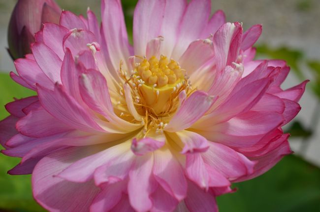 ピンクも黄色も自然の作り出す色にはいつも驚嘆します。<br /><br />おぉ-(oﾟДﾟﾉ)ﾉ