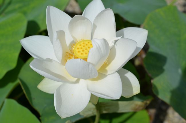 白い蓮も綺麗ですね。