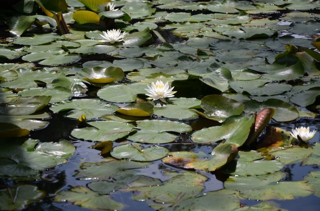 本堂裏手にある睡蓮の池に来ました。