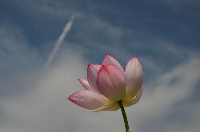 飛行機雲と蓮の花。<br /><br />飛行機雲が出来ているので天気は下り坂です。