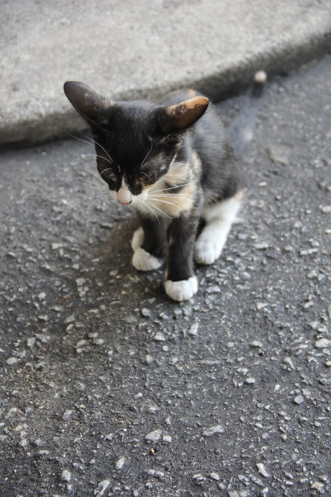 世界のねこシリーズ。<br />KLの猫です。暑い国にありがちな細めの猫ちゃんです。夏バテしないんでしょうか。